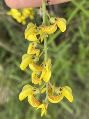 Crotalaria lanceolata