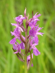 Dactylorhiza traunsteineri