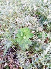 Euphorbia helioscopia