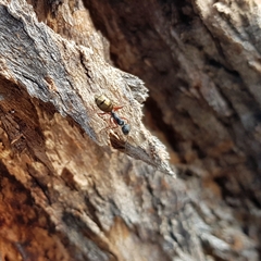 Camponotus suffusus bendigensis