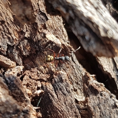Camponotus suffusus bendigensis