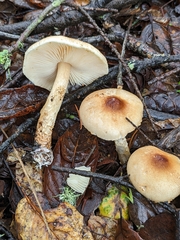Lepiota spheniscispora