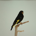 Black Siskin - Photo (c) Ornitologia Lodato, some rights reserved (CC BY-NC-ND)