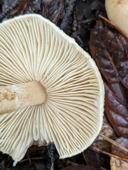 Lepiota spheniscispora