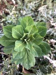 Euphorbia helioscopia