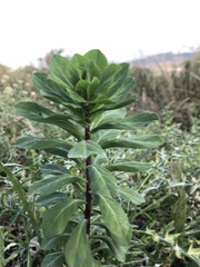 Euphorbia helioscopia