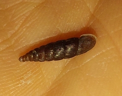 Clausilia