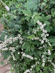 Artemisia lactiflora