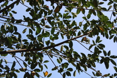 Ficus elastica