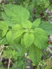 Lantana velutina