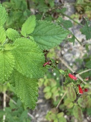 Lantana velutina