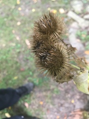 Arctium