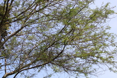 Vachellia nilotica