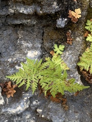 Pteridium aquilinum