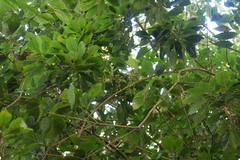 Meliosma callicarpifolia