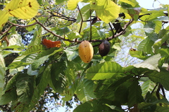 Theobroma cacao