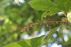 Meliosma callicarpifolia