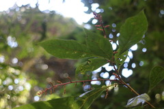 Meliosma callicarpifolia