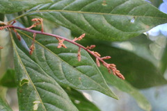 Meliosma callicarpifolia
