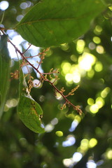 Meliosma callicarpifolia