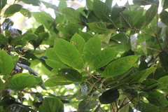 Meliosma callicarpifolia