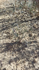 Lampranthus spiniformis