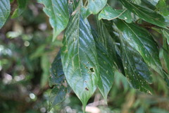 Meliosma callicarpifolia