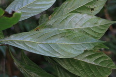 Meliosma callicarpifolia