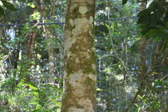 Meliosma callicarpifolia