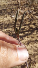 Lampranthus spiniformis