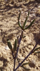 Lampranthus spiniformis