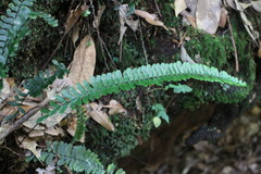 Asplenium normale normale