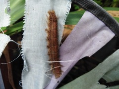 Bombycopsis capicola