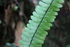 Asplenium normale normale