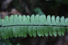 Asplenium normale normale