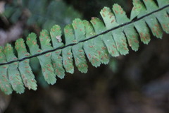 Asplenium normale normale