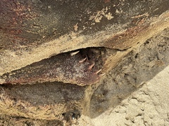 Kogia
