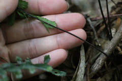 Asplenium normale normale