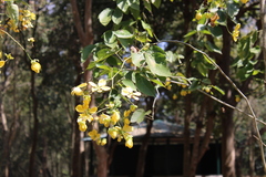 Cassia fistula