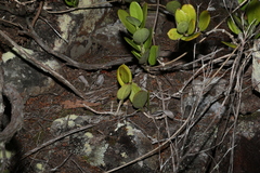 Hoya australis australis