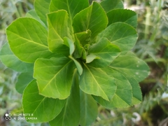 Euphorbia helioscopia