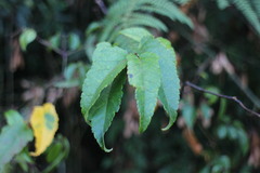 Acer caudatifolium