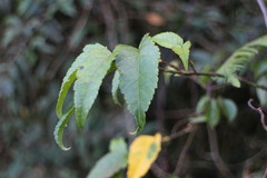 Acer caudatifolium