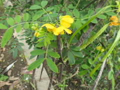 Senna acclinis