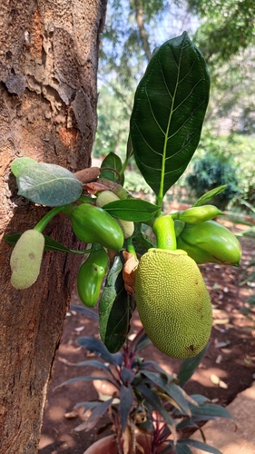 Jackfruit