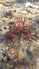 Roepera sessilifolia