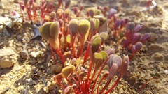 Roepera sessilifolia