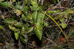 Notelaea ovata