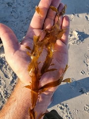 Desmarestia ligulata