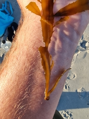 Desmarestia ligulata